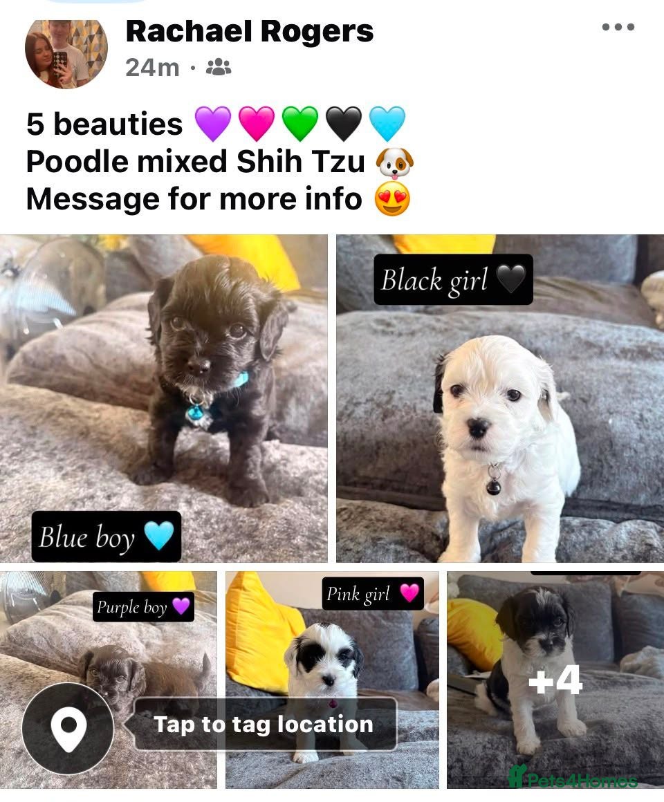 Shihpoo dogs Shihpoo puppies for sale - Advert 16