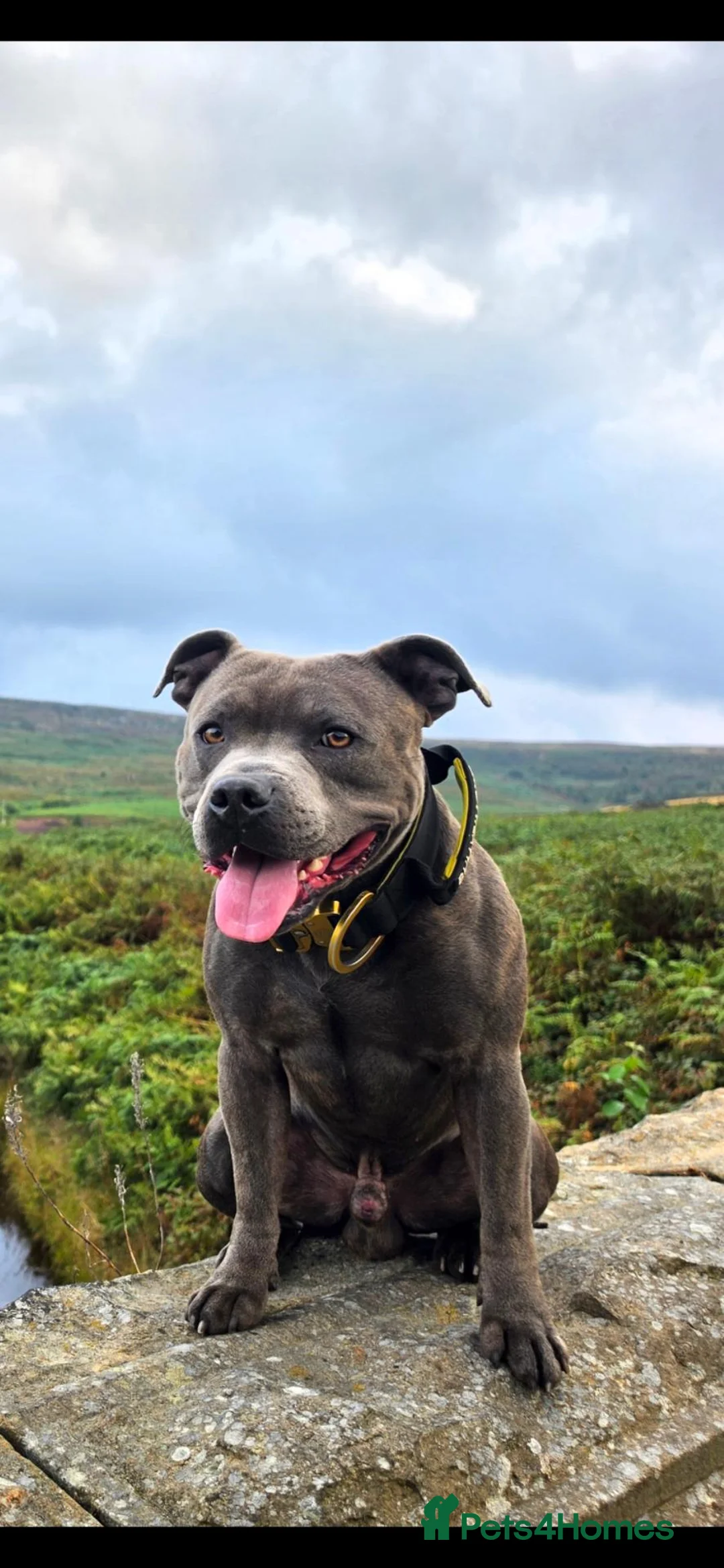 Staffordshire Bull Terrier dogs for stud: Gorgeous Blue Staffy ready for Studding in Holmfirth - Advert 2