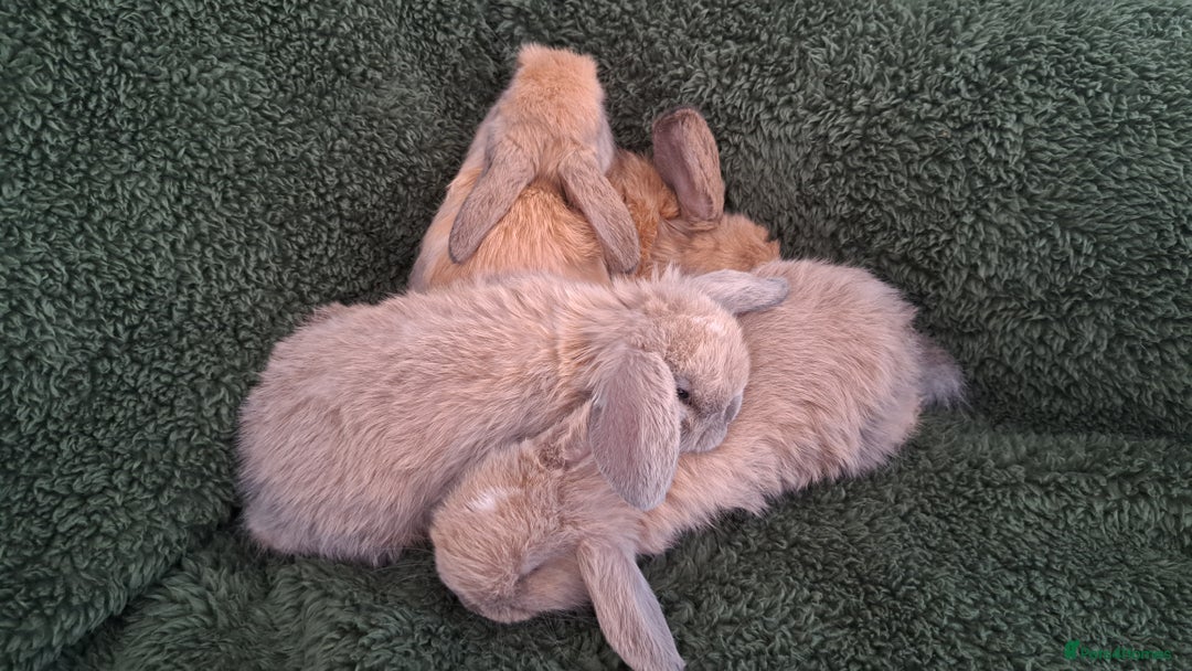 Mini Lop rabbits for sale: Baby bunnies - Advert 3