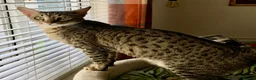 Savannah cats for sale: Loving Male Savannah Cat F4 - Advert 5
