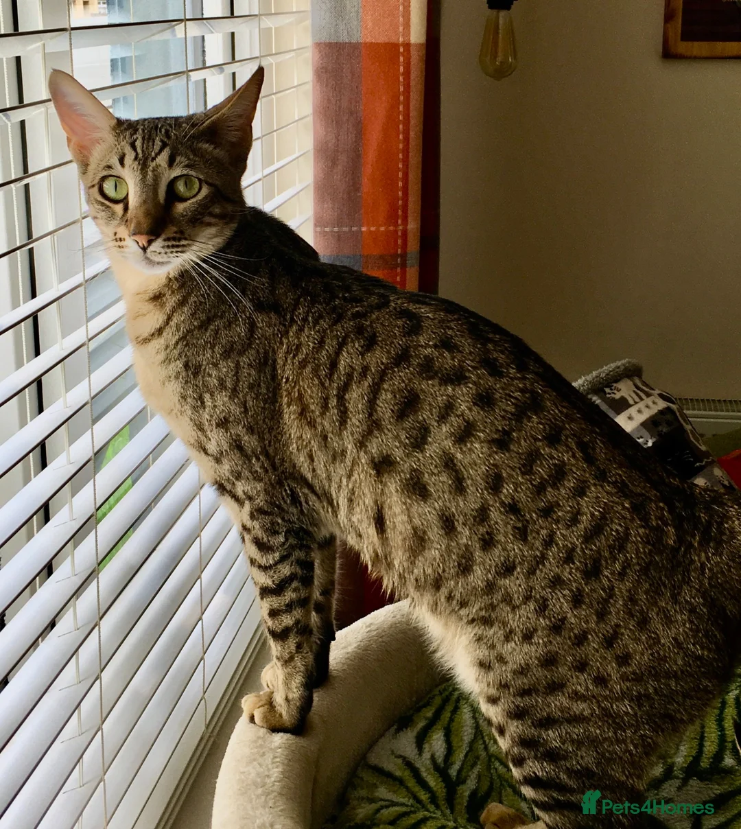 Savannah cats for sale: Loving Male Savannah Cat F4 - Advert 5