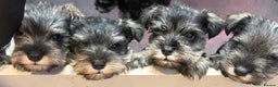 Miniature Schnauzer dogs for sale: Miniature schnauzers  - Advert 10