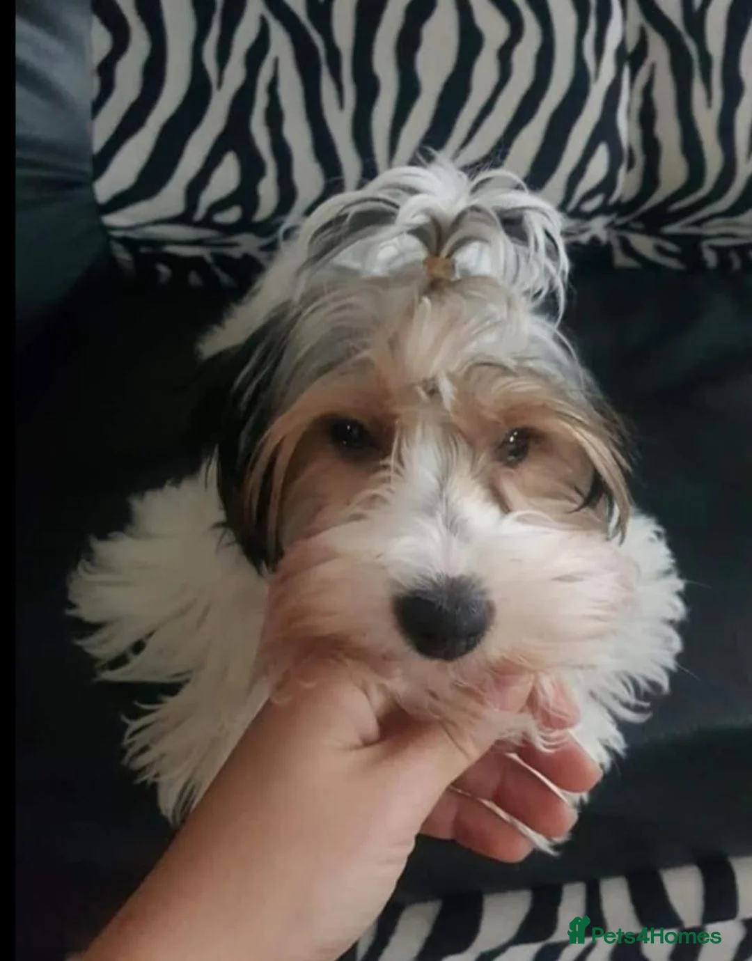 Yorkshire Terrier dogs for sale: York terrier  - Advert 1