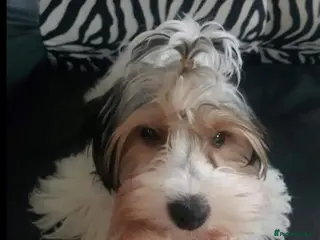 Yorkshire Terrier dogs York terrier - Advert 2