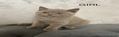 British Shorthair 2