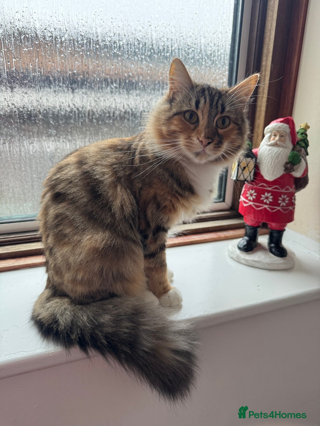 Mixed Breed cats for sale: Gorgeous mixed bengal cats looking for a new home. - Advert 6