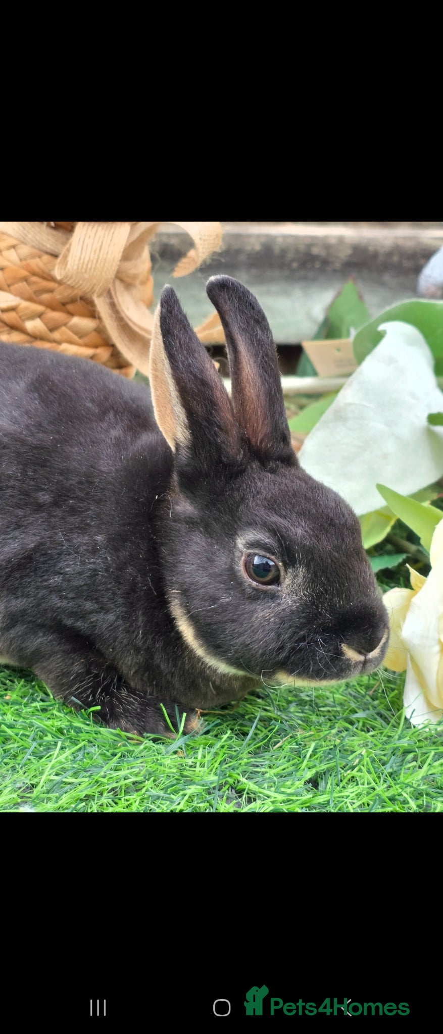 Rex rabbits BLACK OTTER BUCK READY  - Advert 1