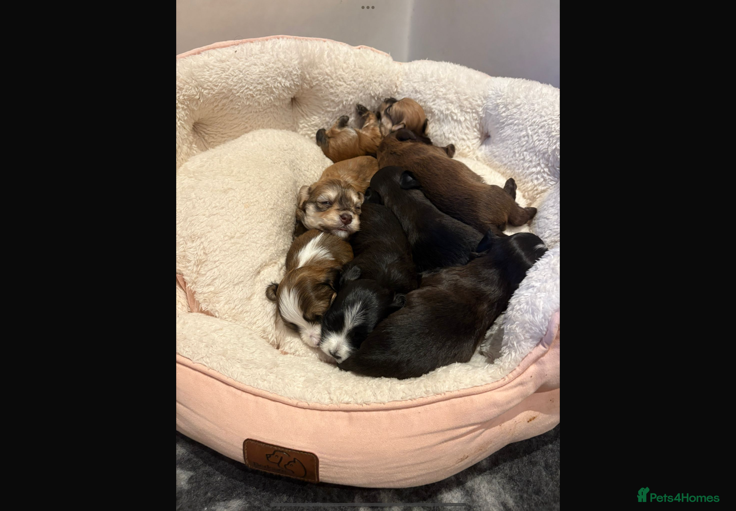 Havanese dogs Beautiful Havanese puppies - Advert 2