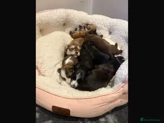 Havanese dogs Beautiful Havanese puppies - Advert 2