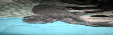 Grey Female kitten 