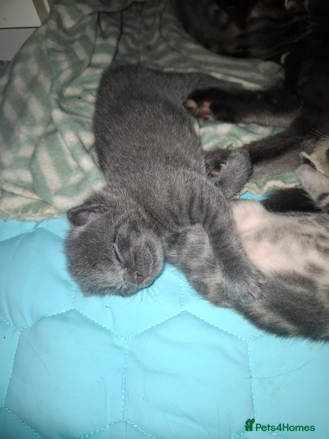 Mixed Breed cats for sale: Beautiful kittens looking for their forever homes - Advert 2