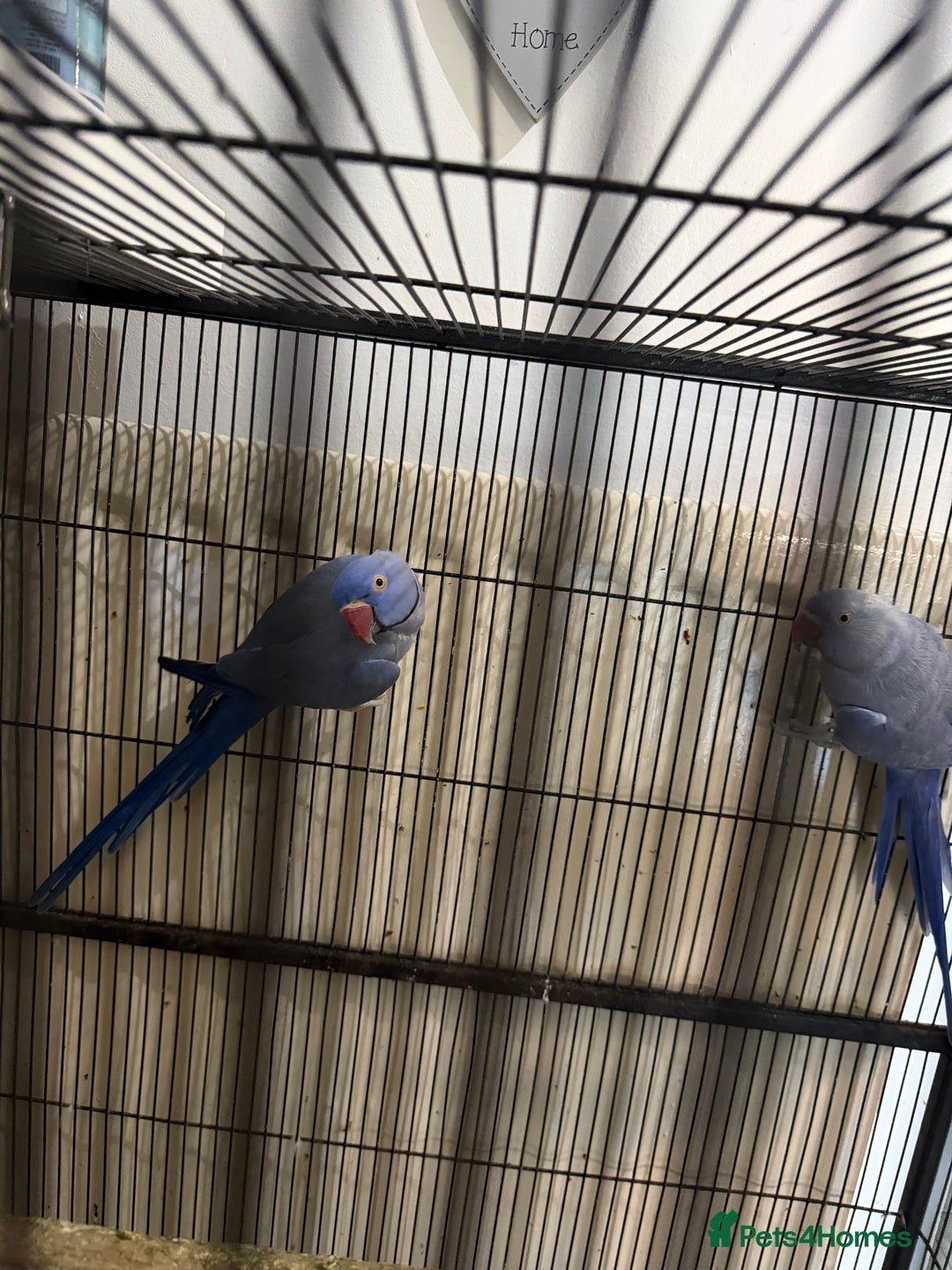 Ringnecks birds for sale: Ringneck pair Violet  - Advert 4