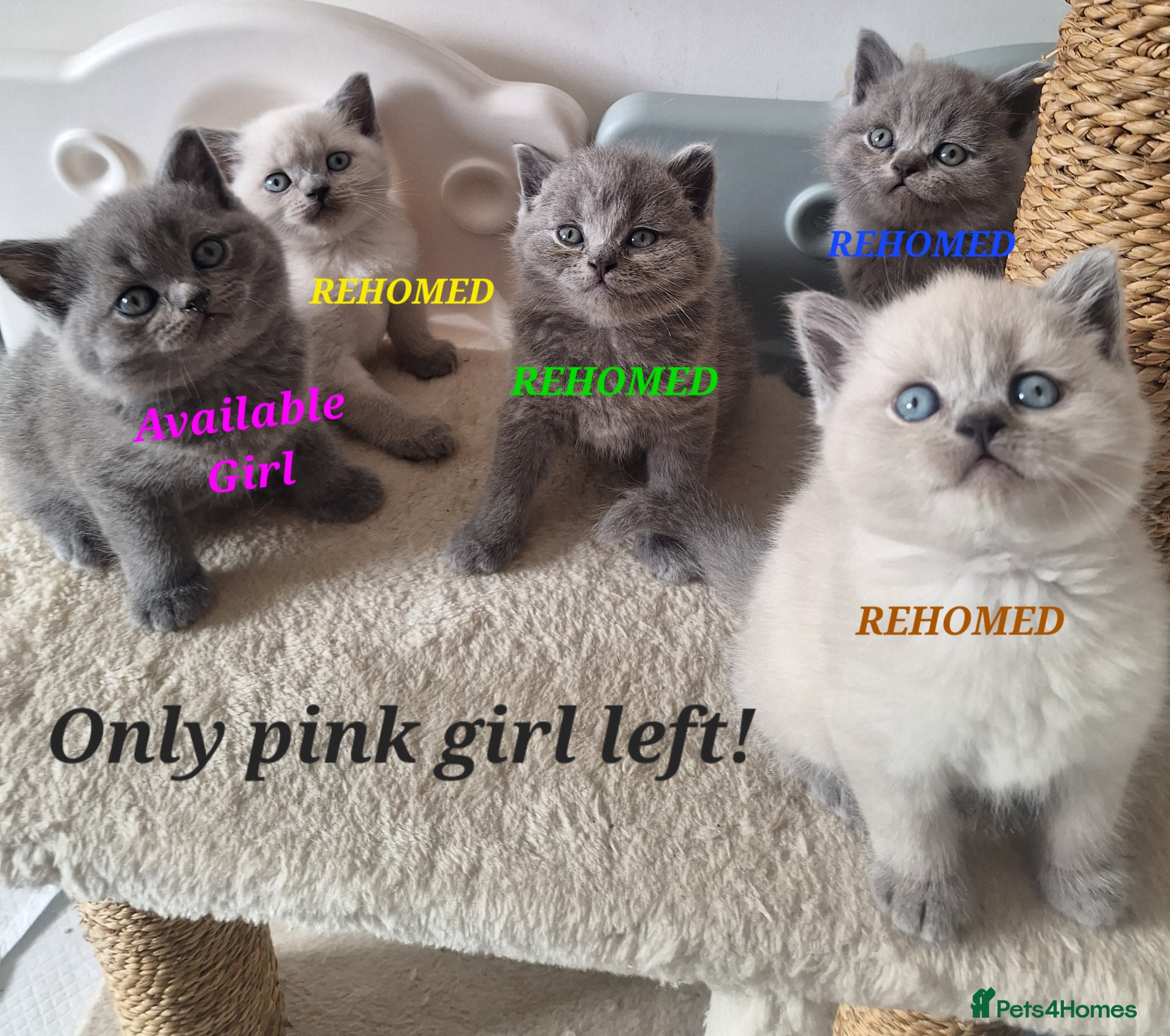 British Shorthair cats Adorable BSH kittens, London, 1 girl left - Advert 15