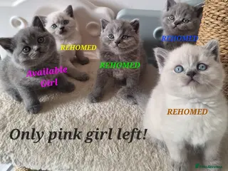 British Shorthair cats Adorable BSH kittens, London, 1 girl left - Advert 15