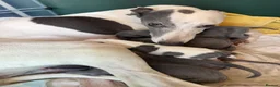 Whippet dogs for sale: Blue and White Whippet Boy and Blue Whippet Boy  in Leamington Spa - Advert 5