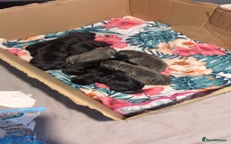 Cane Corso dogs for sale: Purebred champion bloodline cane corso puppies - Image 1