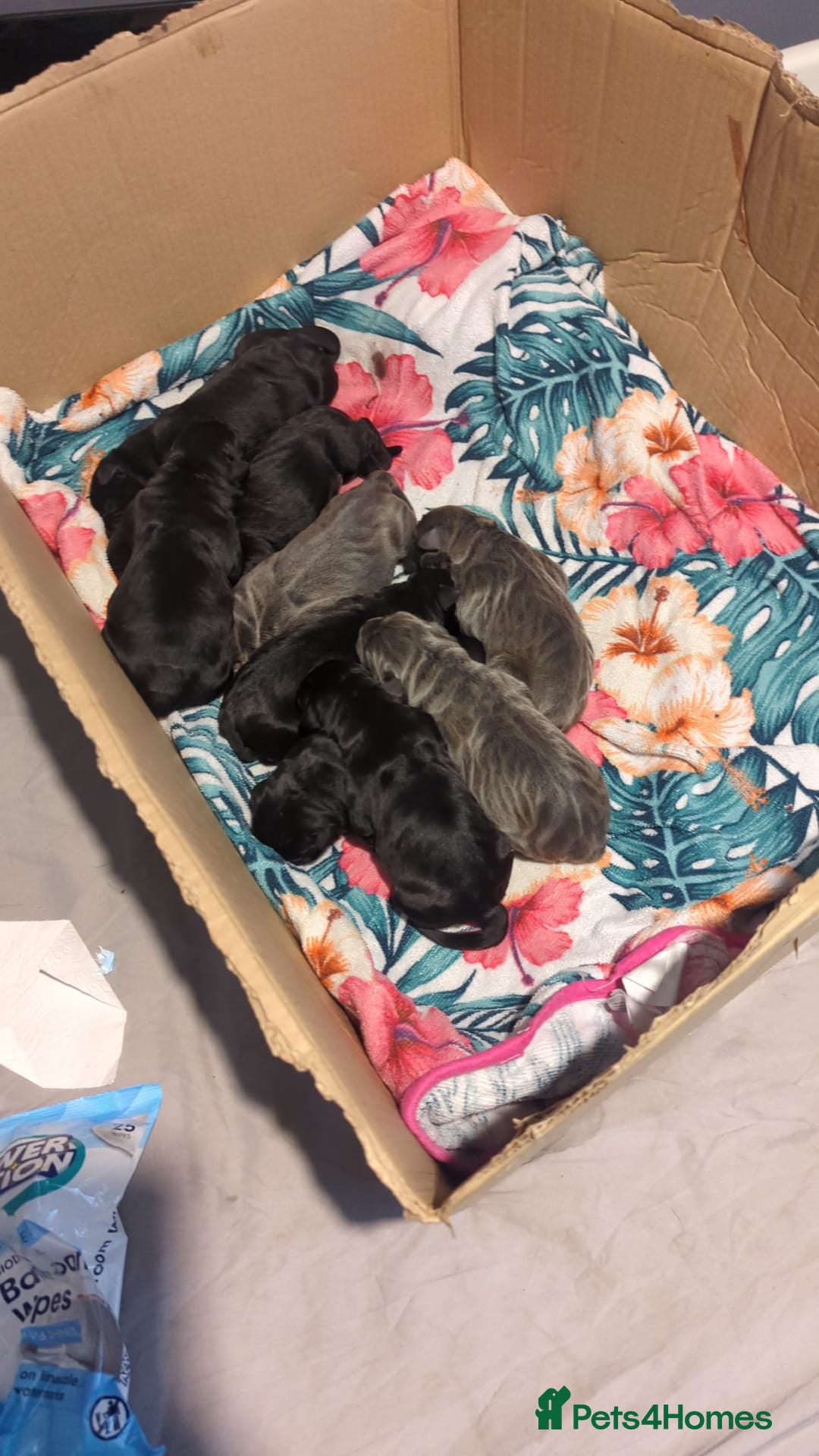 Cane Corso dogs for sale: Purebred champion bloodline cane corso puppies - Image 1