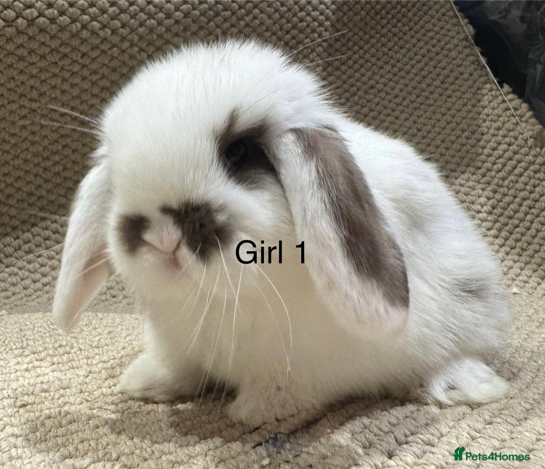 Mini Lop rabbits for sale: 🐰STUNNING MINI LOPS 🐰 ready to reserve!! - Image 10