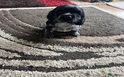 Cocker Spaniel dogs for sale: 🐾 Cocker Puppies 🐾 - Image 3