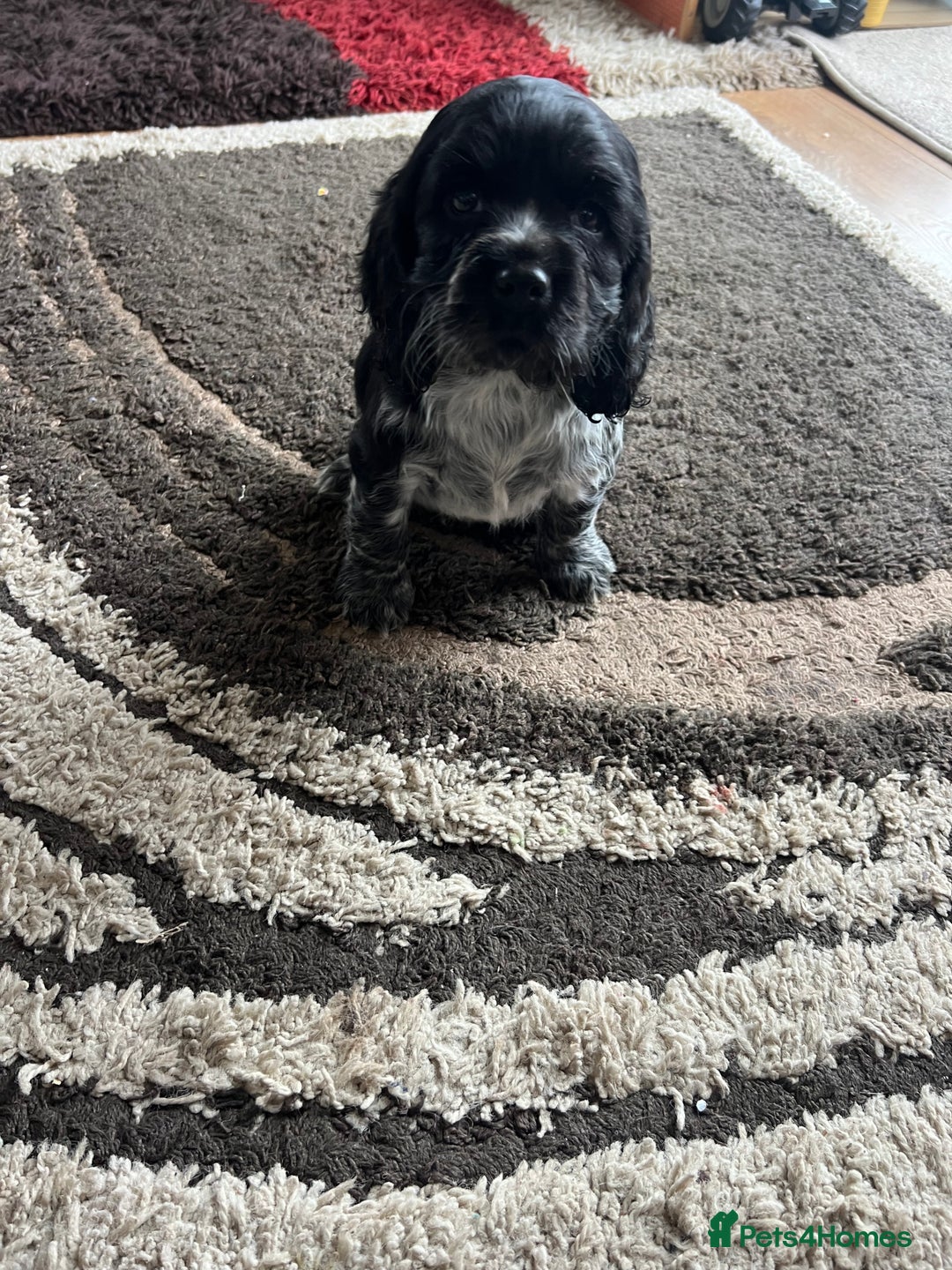 Cocker Spaniel dogs for sale: 🐾 Cocker Puppies 🐾 - Image 3