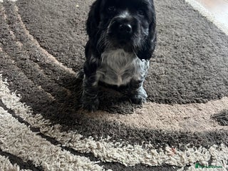 Cocker Spaniel dogs - Advert 34