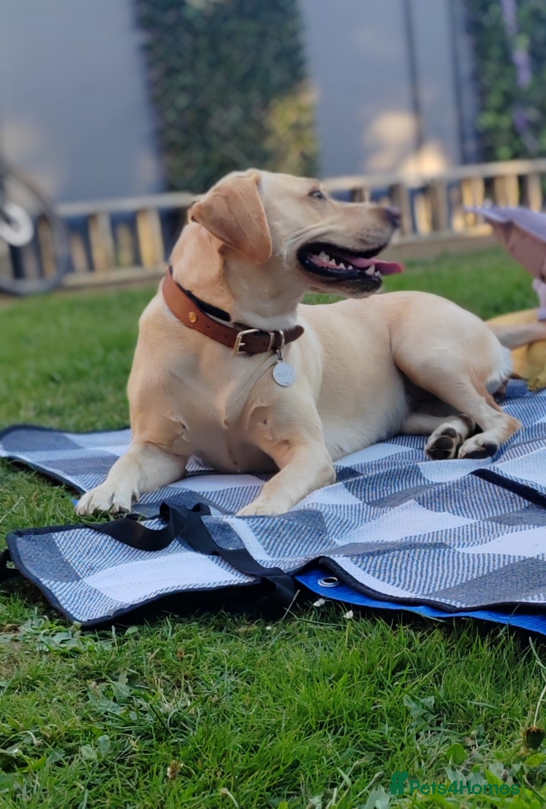 Goldador dogs for sale: Gorgeous Goldador puppies - Advert 1