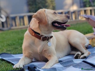 Goldador dogs Gorgeous Goldador puppies - Advert 6