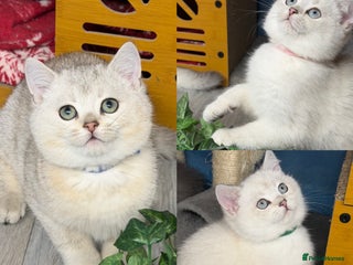 British Shorthair cats British shorthair kittens silver/ golden TICA - Advert 2