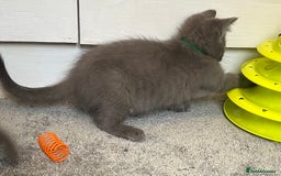 Russian Blue cats for sale: Russian Blue Kittens  - Image 37