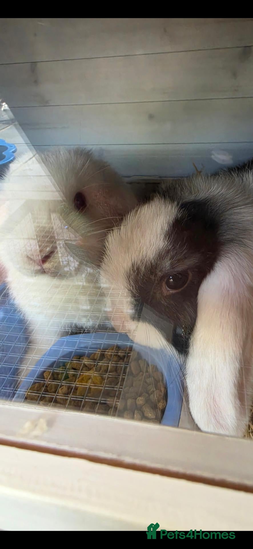 Mini Lop rabbits Male and female mini lops READ AD - Advert 1