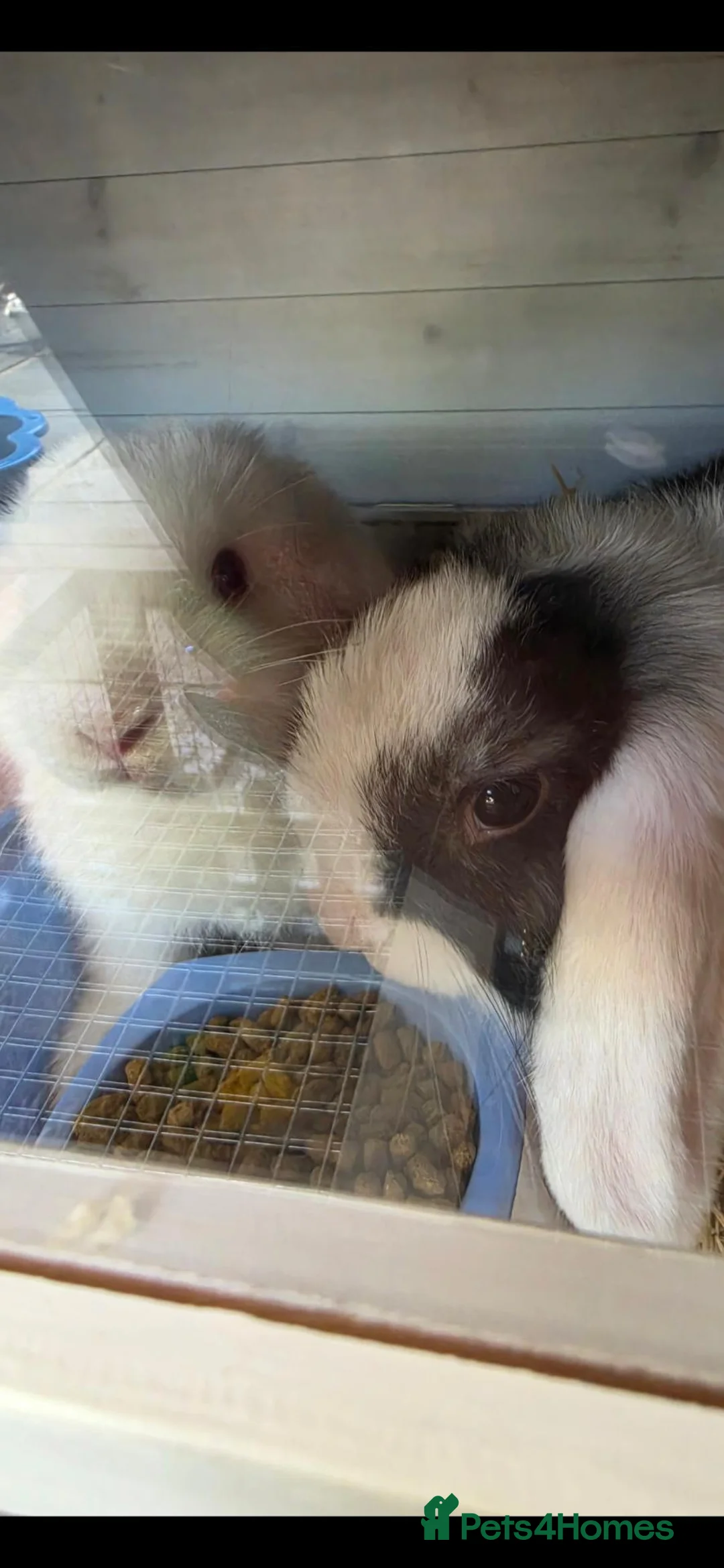 Mini Lop rabbits for sale: Male and female mini lops READ AD - Advert 1