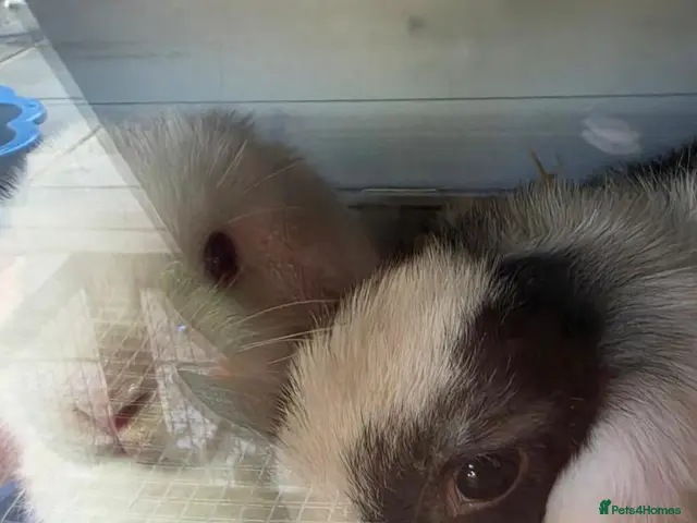Mini Lop rabbits for sale: Male and female mini lops READ AD - Advert 1
