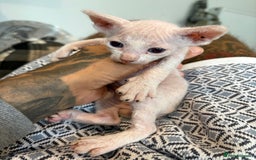 Sphynx cats for sale: Sphynx Kittens ready to go now! - Image 8