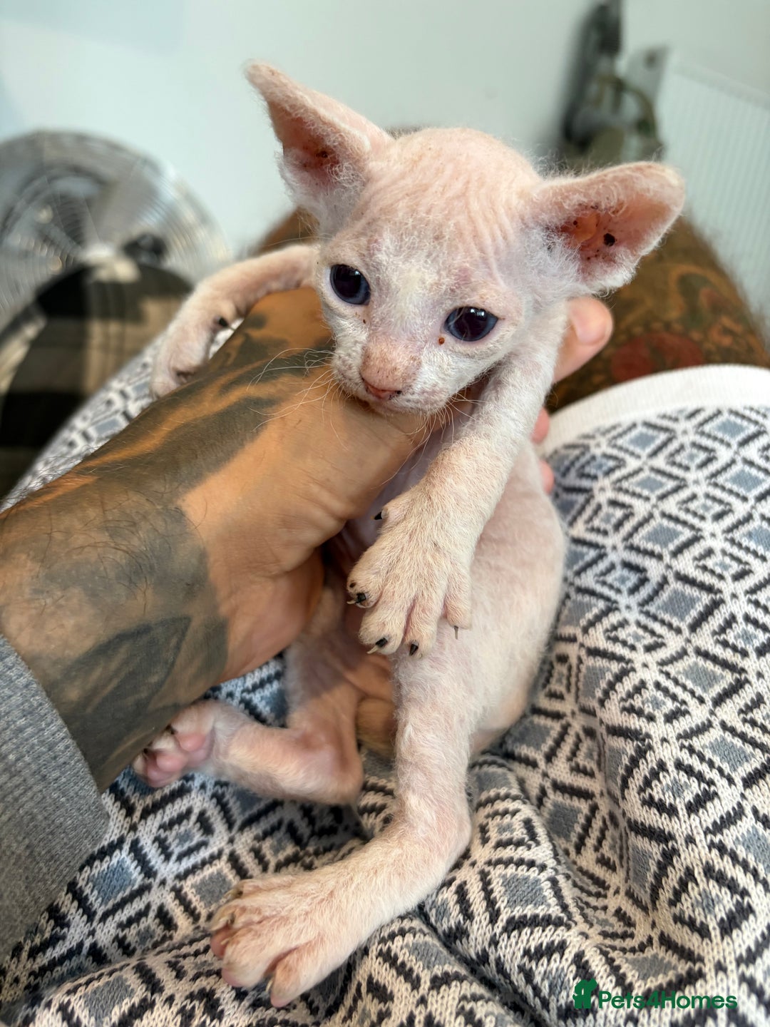 Sphynx cats for sale: Sphynx Kittens ready to go now! - Image 8