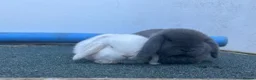 Mini Lop rabbits for sale: Two male mini lops ready in June - Advert 7