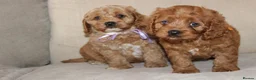 American Cocker Spaniel dogs for sale: American Cockapoo Puppies – Health Tested Parents - Advert 12