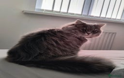 British Longhair cats for sale: Spayed British Longhair Female Adult - Image 3