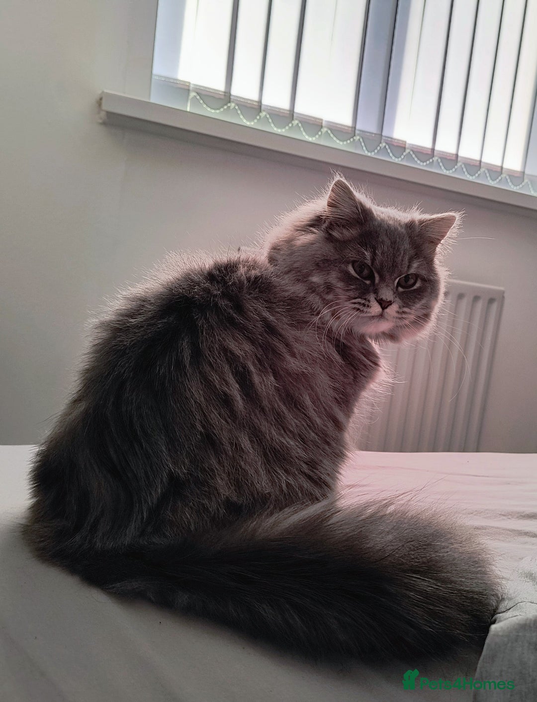 British Longhair cats for sale: Spayed British Longhair Female Adult - Image 3
