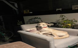 Mixed Breed dogs for sale: Husky and Labrador mix breed (Haskador) - Image 8