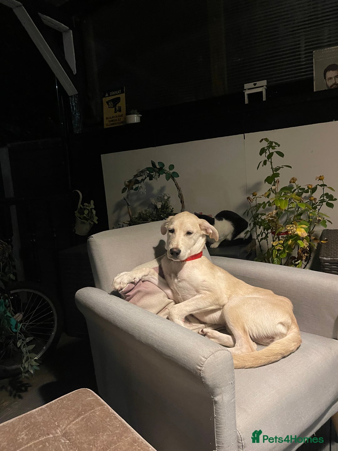 Mixed Breed dogs for sale: Husky and Labrador mix breed (Haskador) - Image 8