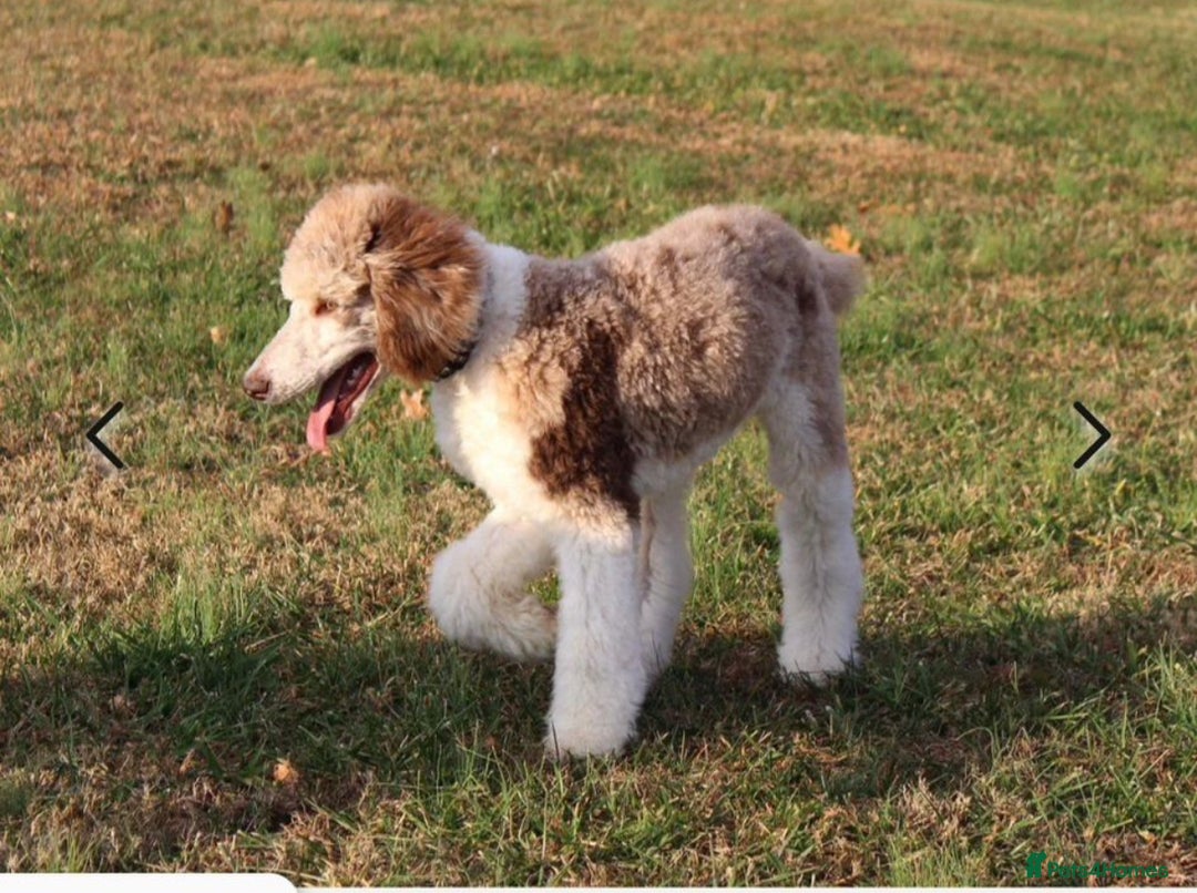 Goldendoodle dogs for sale:  F1b golden doodle puppies ready to go.  in Llandeilo - Image 22