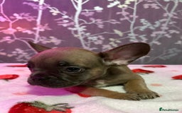 French Bulldog dogs for sale: French bulldog puppy’s - Image 13