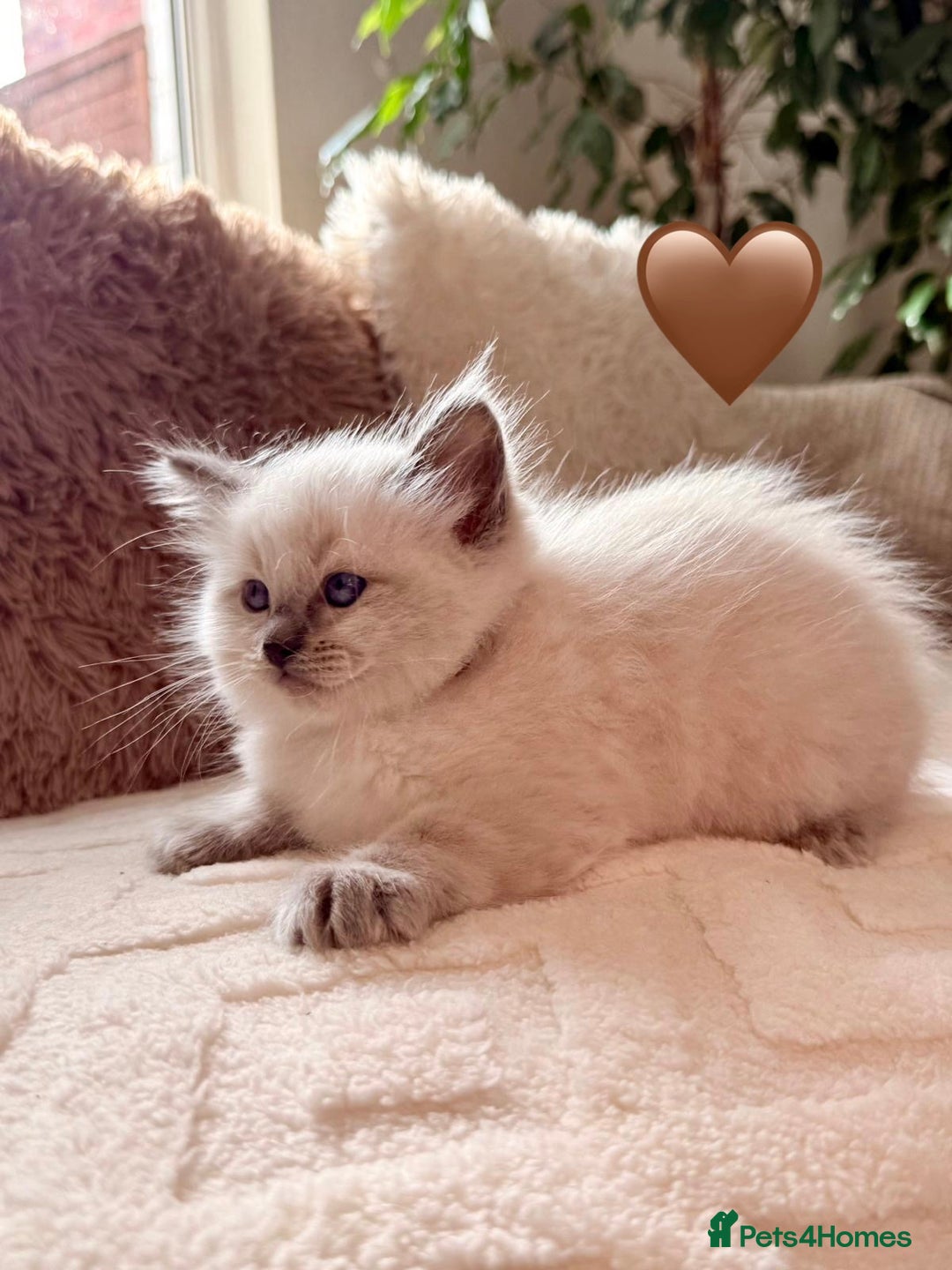 Ragdoll cats for sale: 🩷🌸7 weeks🌸6 Purebred Ragdoll🌸🩷 - Advert 9