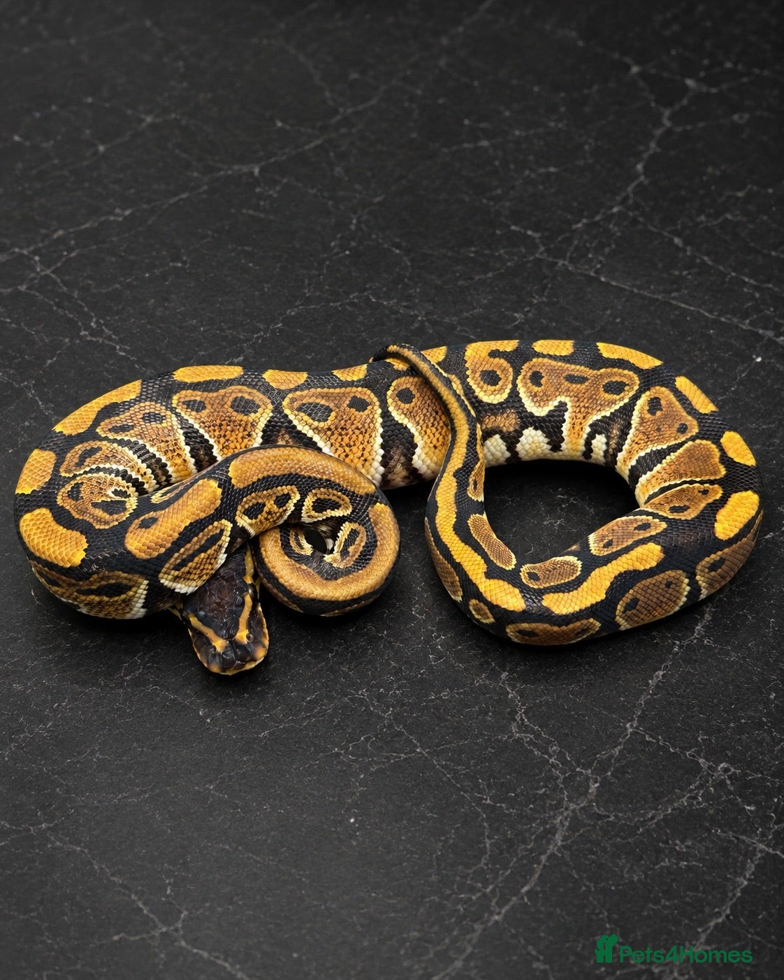 Python Snake reptiles Last 3 Royal Python Hatchlings - 100% Het Clown - Advert 2