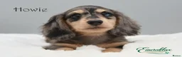 Miniature Dachshund dogs for stud: Miniature Longhaired Chocolate and Cream Stud - Advert 11