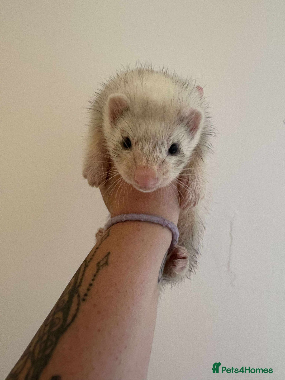 Ferret rodents for sale: Ferret kits READY TO GO NOW in Shildon - Image 3