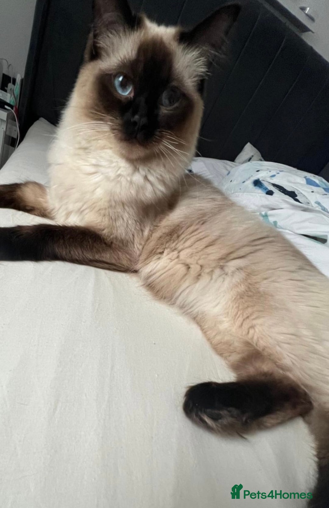 Ragdoll cats for sale: One male and one female left - Image 9