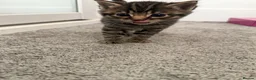 Mixed Breed cats for sale: Beautiful friendly kittens, mixed breed  - Advert 11