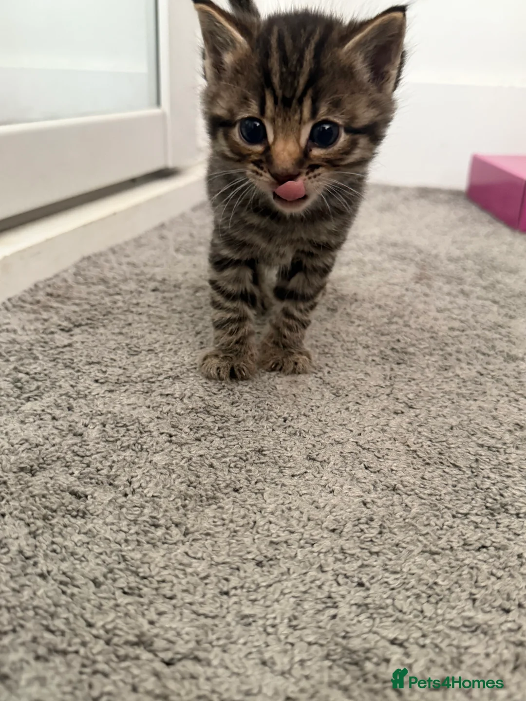 Mixed Breed cats for sale: Beautiful friendly kittens, mixed breed  - Advert 11