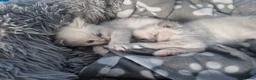 Ragdoll cats for sale: Ragdoll kittens - Advert 6